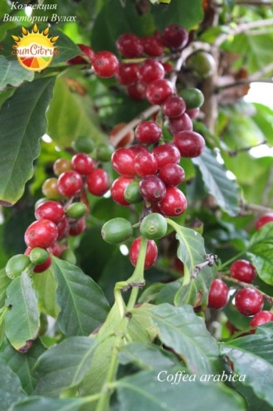 Coffa arbic - 